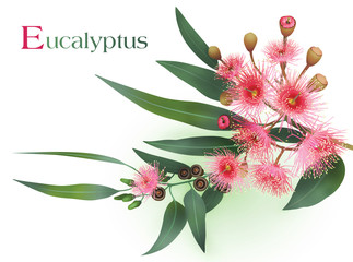 eucalyptus branch