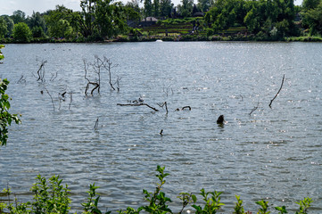 Branches coming out of a lake