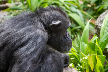 Obraz premium Chimpanzee profile image landscape