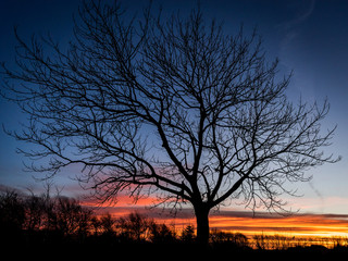 Baum  blätterlos Gegenlicht Winterabend nach Sonnenuntergang