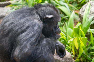 Chimpanzee profile image landscape 2