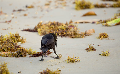 Blackbird at the beach