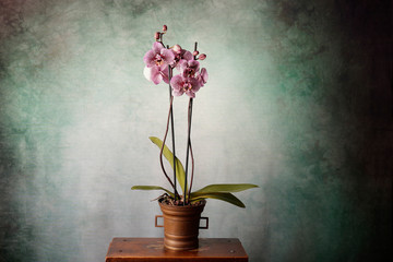 Orchidea maculata fucsia