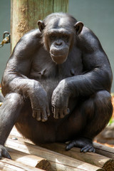 Elder female chimp looking thoughtful portrait