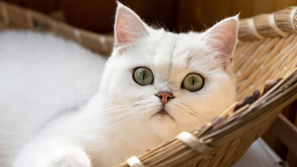 Beautiful chinchilla cat looking ahead 