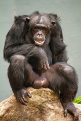 Elderly male chimpanzee looks to camera portrait