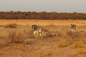 Fototapeta na wymiar Zebras walking during sunset in khama rhino sanctuary in Botswana on holiday. Traveling during dry season in summer.