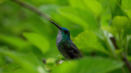 Fototapeta na wymiar Hummingbird at rest(2)