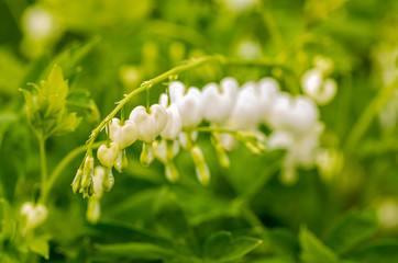 white bleeding heart blossoms in garden