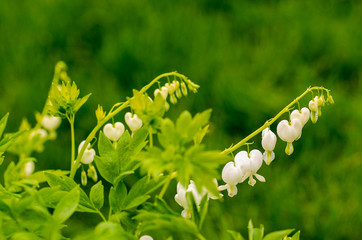 white bleeding heart blossoms in garden