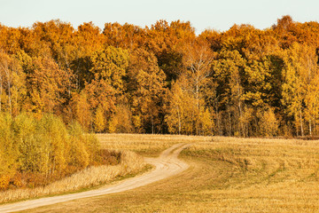 Road to the forest at autumn day time.