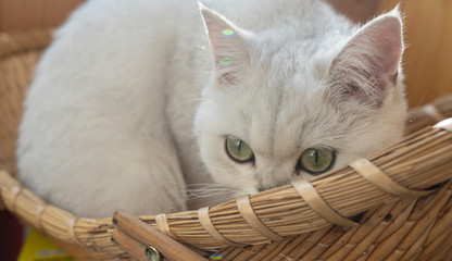 The chinchilla cat hiding in the basket 