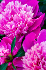 pink peonies in full bloom