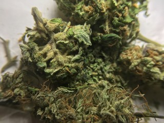medical marijuana cannabis plants