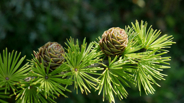Bright green fluffy branches with cones of larch tree Larix decidua Pendula in summer day. Natural beauty of elegant larch tree twig. Close-up branch of young larch as green spring background