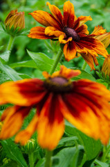 orange flower in the garden