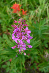 Summer in the Rocky Mountains