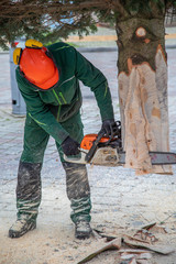 a craftsman saws off a fir tree with a chainsaw