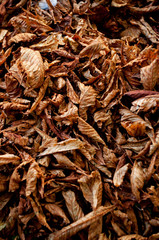 Fallen dried leaves texture. Autumn wallpaper. 