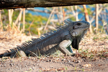 Un iguane en Guadeloupe Antilles Française