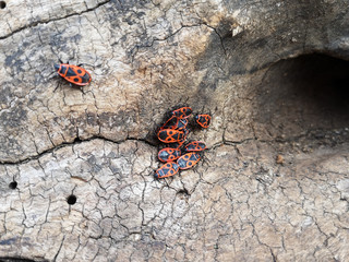 Large group of red bugs on an old trunk