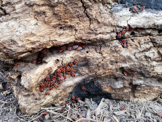 Large group of red bugs on an old trunk