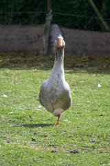 Goose standing on a small farm meadow