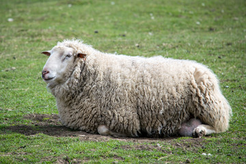 Obraz premium Sheep on a farm resting on green grass