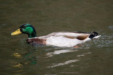 Obraz premium Wild ducks swim on the surface of a pond