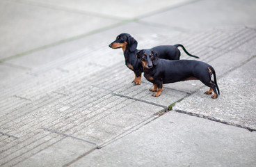 Two dachshund dogs at the street 