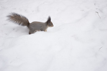 Squirrel in winter Park