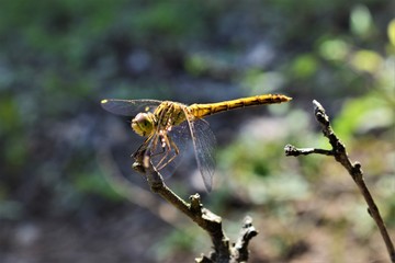 dragonfly on a branch
