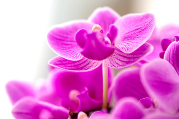Obraz na płótnie Canvas Close-up of beautiful vibrant pink orchid