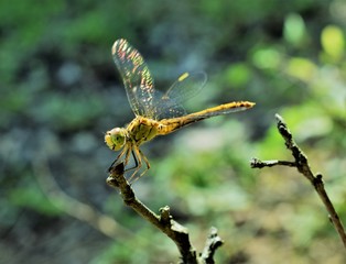 dragonfly on branch