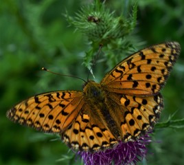 butterfly on flower