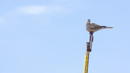 pigeon on a pole
