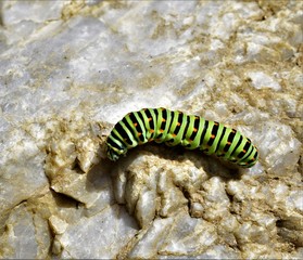 Obraz na płótnie Canvas caterpillar on a leaf