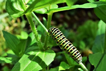 caterpillar