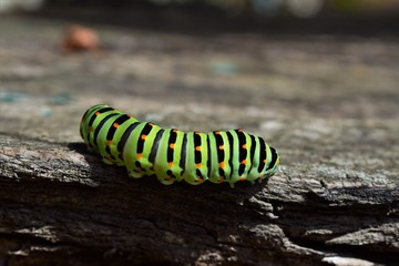 caterpillar on a leaf