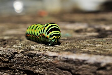 caterpillar on leaf