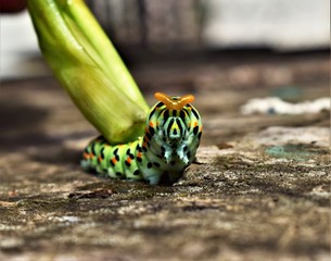 caterpillar on a leaf