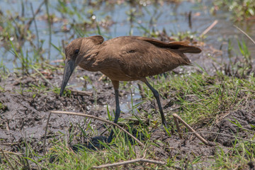 Hamerkop searching for food, Moremi game reserve, Botswana, Africa