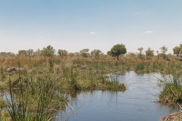 Elephants in the water, Moremi game reserve, Botswana, Africa