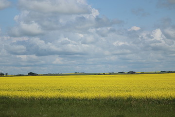 Canola Fields