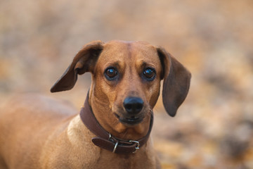 Ginger dachshund dog. Close-up with a blurred background.