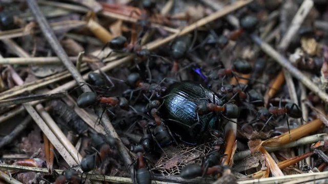 Ants carry killed bug Dung beetle on anthill - (4K)