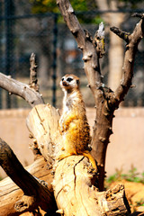 Prairie dog look alike, the Meerkat  [Suricate] is related the Mongoose.  They hang out together in small gangs for security, living in burrows in Africa