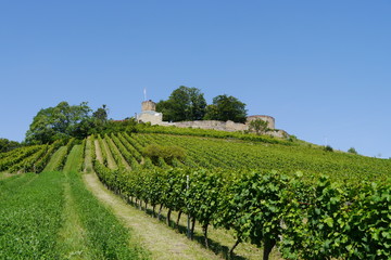 Weinberg und Blick auf Burg Weibertreu in Weinsberg