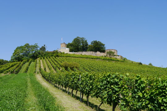 Weinberg und Blick auf Burg Weibertreu in Weinsberg