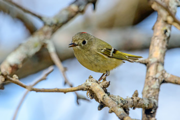 Ruby-crowned Kinglet (Regulus calendula) Profile With red crown displayed